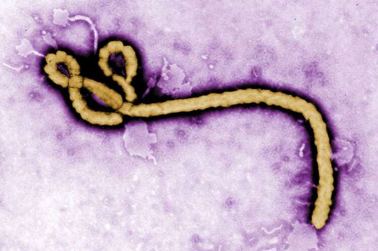 Ebola réapparaît dans l’est de la République démocratique du Congo