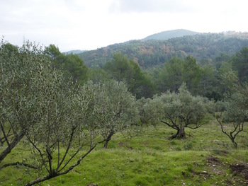 Au fond, la colline du Castellas derrière le Collet des Châtaigniers