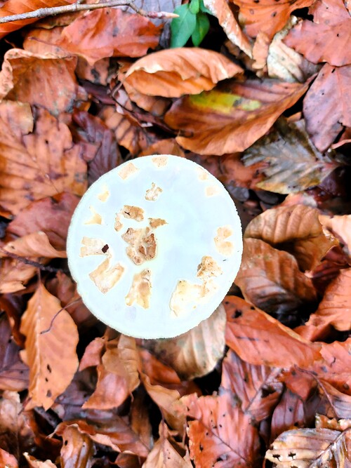 Quand le mardi c'est forêt où j'ai enlacé un arbre