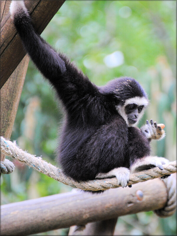 Gibbon à mains blanches (Zoo de Doué la Fontaine)