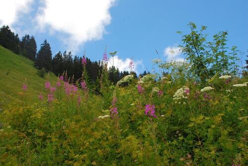 Quelques fleurs qui parsément le petit val