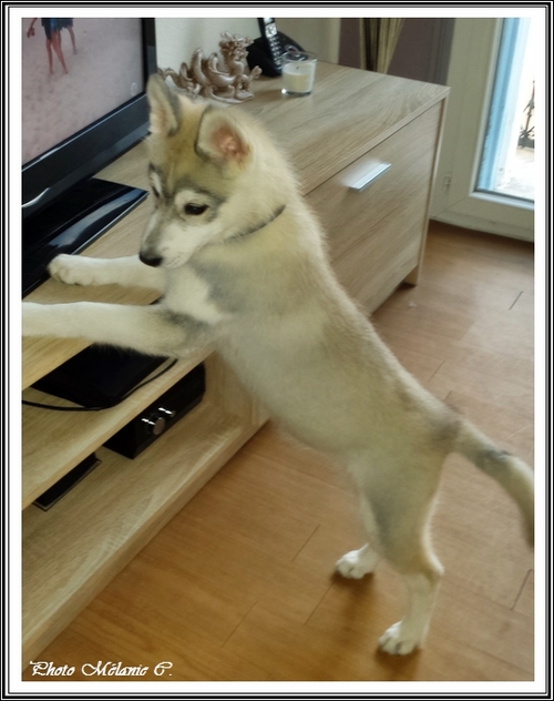 Keyko (3,5 mois)