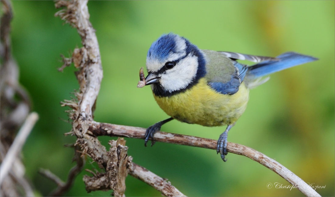 Mésange bleue