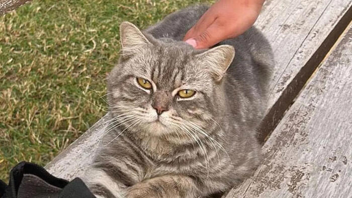 Un chat errant reste en permanence sur un banc dans un parc, espérant que quelqu'un lui vienne en aide