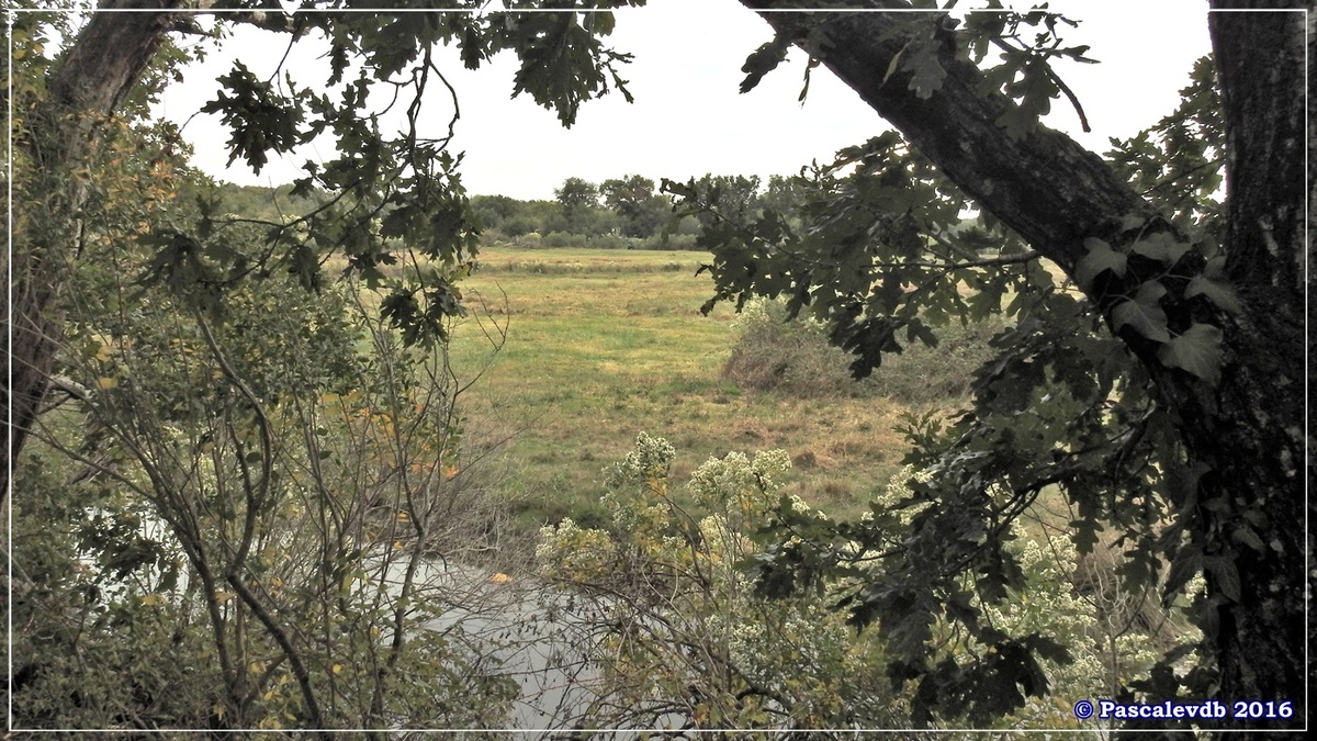 Plaines du Teich et domaine de Fleury - Octobre 2016 - 10/13