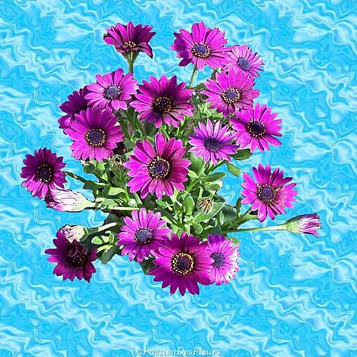 1aster-002