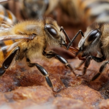 Découverte d'un nouveau mécanisme d'apprentissage social chez l'abeille |  INEE