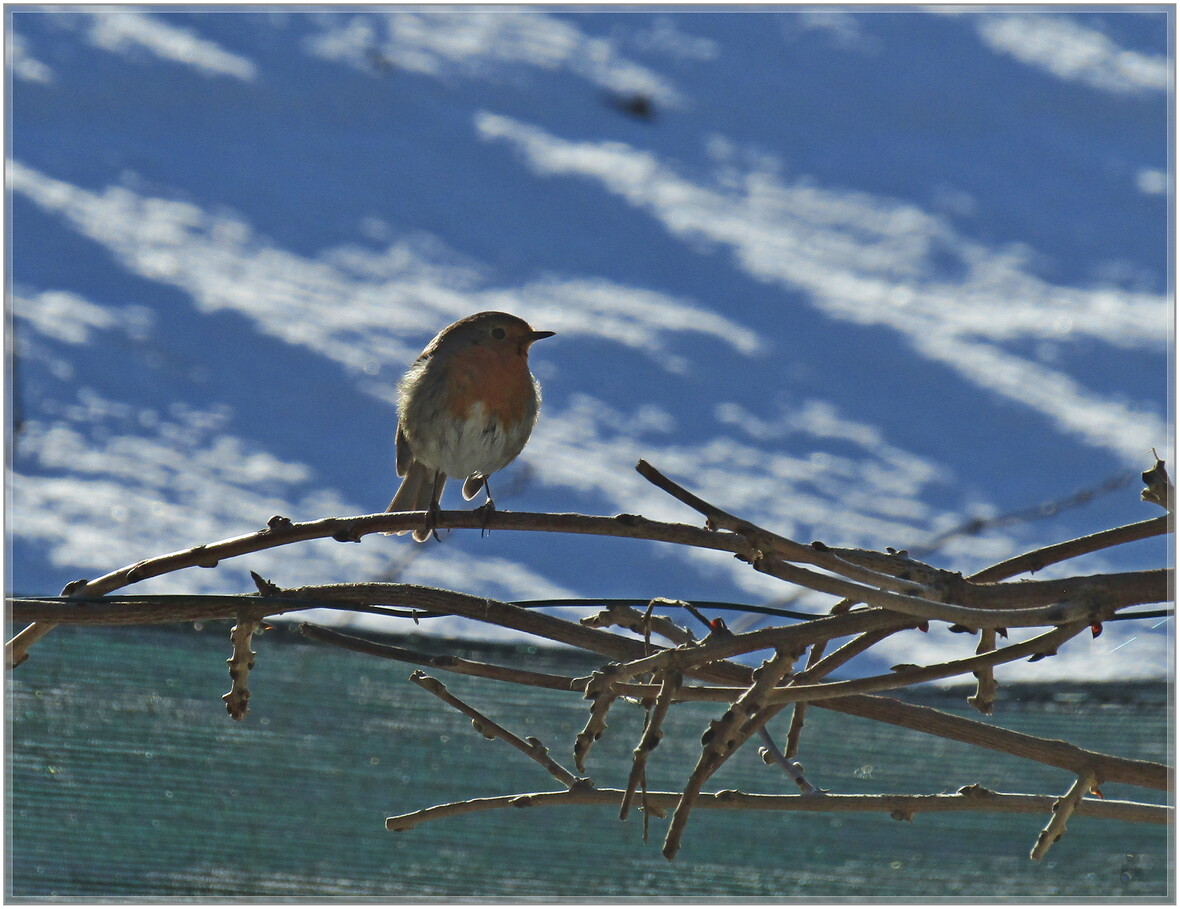 LES  OISEAUX  DE  PASSAGE 