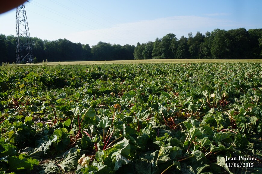 Rhubarbe aux champs 