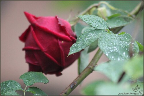 Quand la rose s’entr’ouvre, heureuse d’être belle...