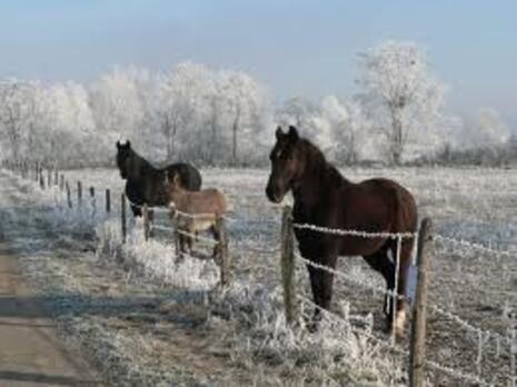                                               **LES ANIMAUX DEHORS en HIVER**