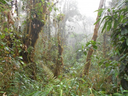 Trek du Salkantay