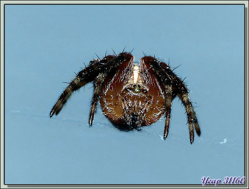 Vue d'une Araignée Épeire Diadème sur toutes les coutures - Lartigau - Milhas - 31