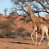 Girafe (Kalahari)