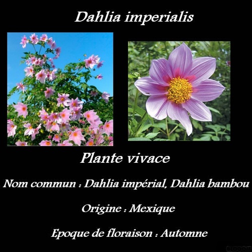 Dahlia imperialis 