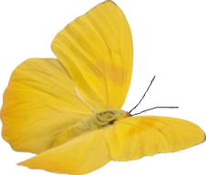 Tube : Papillon 
