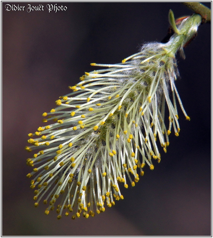 Saule Marsault (1) - Salix caprea