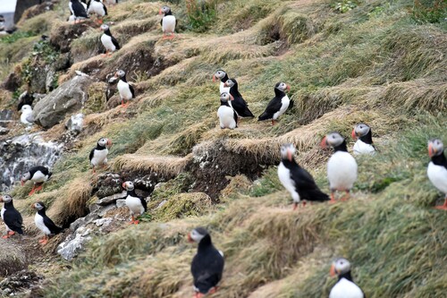 De Laugarhóll à Laugarhóll via Grímsey