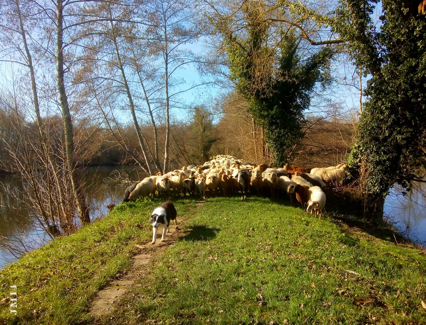 des moutons autour du Lac de Barsac