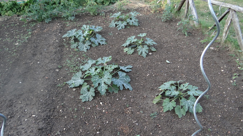 Quelques Gestes au Potager