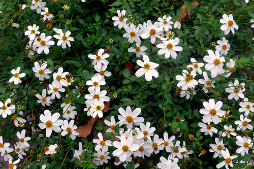 De jolies petites fleurs blanches !