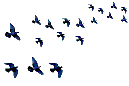ACCUEIL
