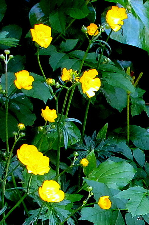 Des fleurs jaunes : la renoncule!