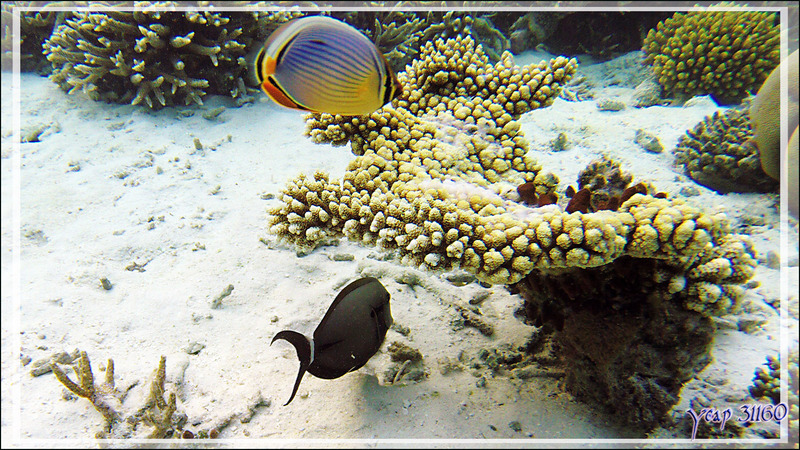 Poisson-papillon à trois bandes, Melon butterflyfish (Chaetodon trifasciatus) et Chirurgien à queue barrée, Ringtail surgeonfish (Acanthurus blochii) - Athuruga - Atoll d'Ari - Maldives