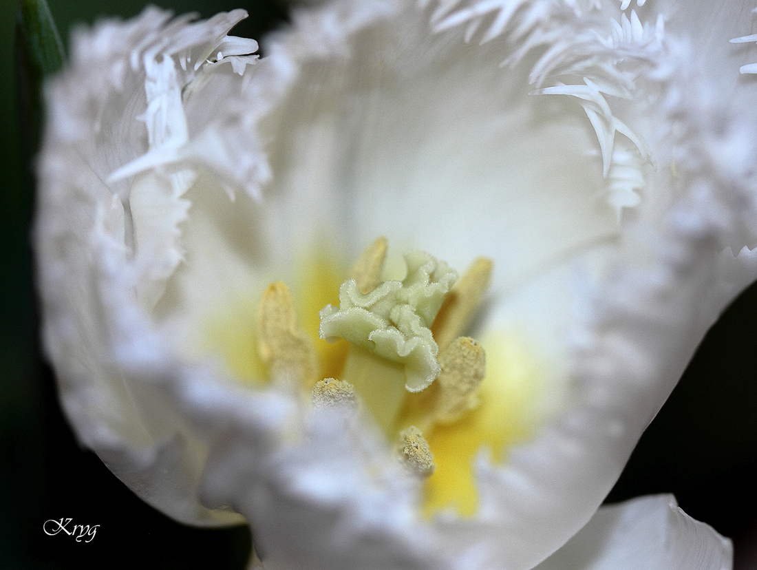 La tulipe blanche dentelée Daytona