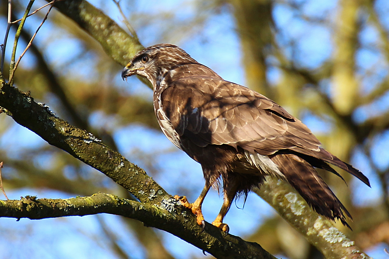 Buse variable3