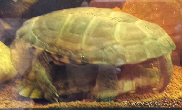 photographie tortues