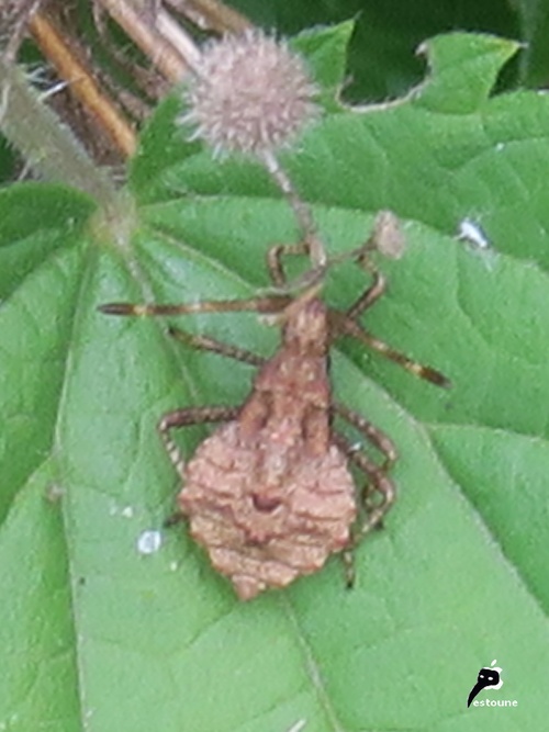 La corée marginée, Coreus marginatus (juvénile)