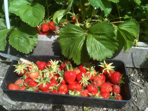 Ma récolte de fraises sur couches surelevées