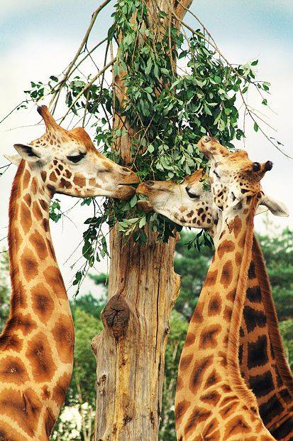 Cartes  Postales  GIRAFES