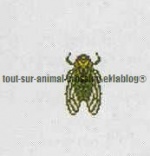 Insecte animal crossing DS