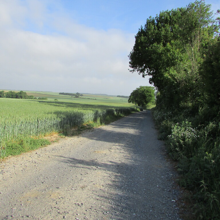   -   ma marche de ce matin