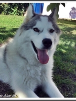 Okami (3 ans)