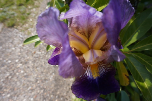 Unique Iris