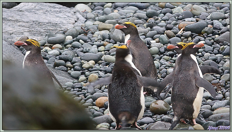 Et les petites merveilles des lieux : les Gorfous dorés, Macaroni Penguin (Eudyptes chrysolophus) - Cooper Bay - Géorgie du Sud