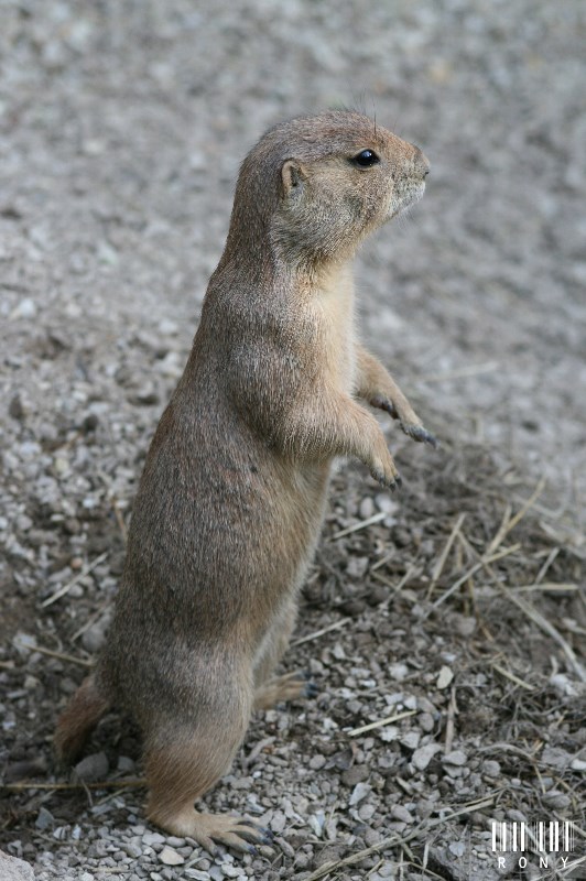 Chien de prairie