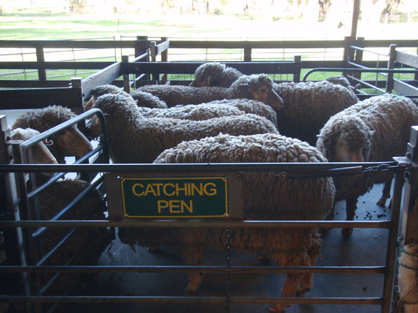 La ferme de Caversham wildlife