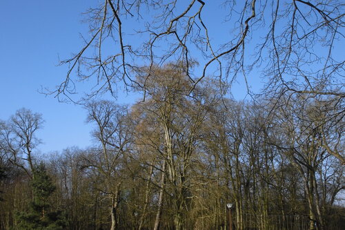 Sortie du 16/02/2014 à la Forêt Communale d'Evreux - Massif & Domaine de Trangis