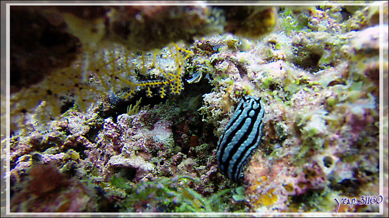 Nudibranche verruqueux Phyllidie sp. - Athuruga Reef - Atoll d'Ari - Maldives