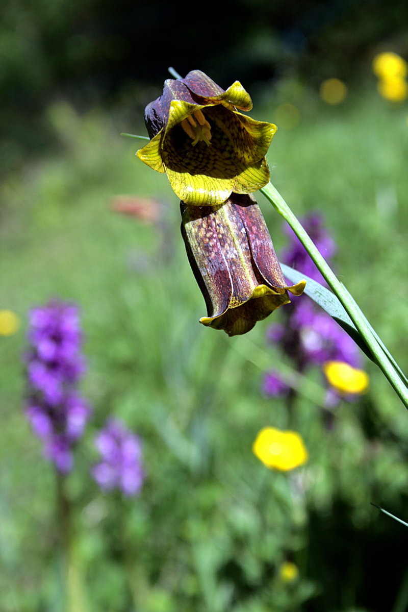 Fritillaire des Pyrénées (rare de voir 2 fleurs sur une même tige) - Sauveterre de Comminges - 31