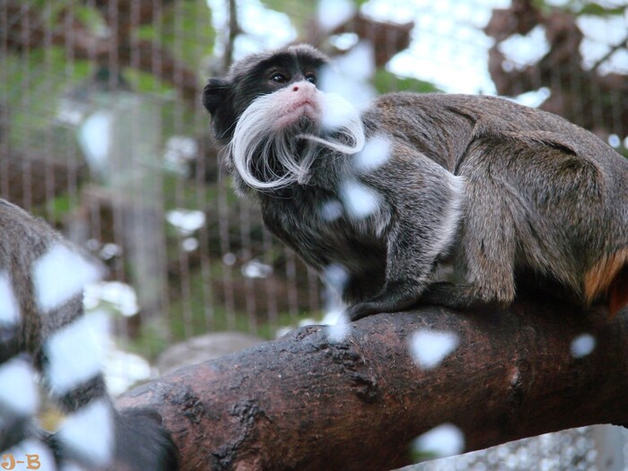 Zoo de Beauval,