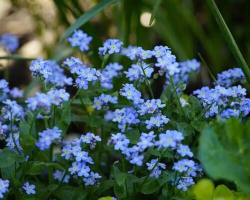 Fleurs de printemps