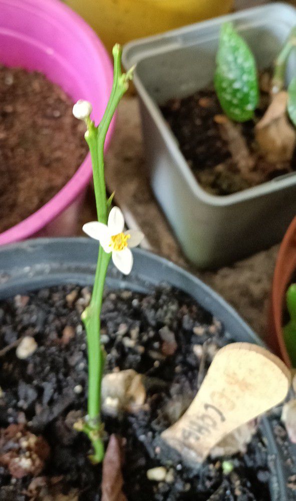 Des fleurs sur mes boutures de citronniers...