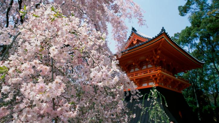 Photos - Pays du monde - 5:  10 images sur le Japon