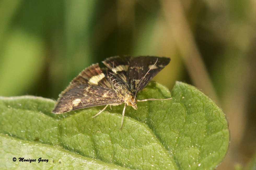 Papillon à déterminer