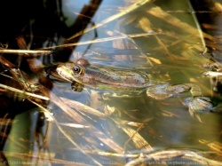 Souvenir d'enfance : pêche à la grenouille !!!